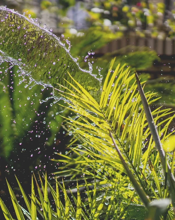 Plant Irrigation Orlando Florida